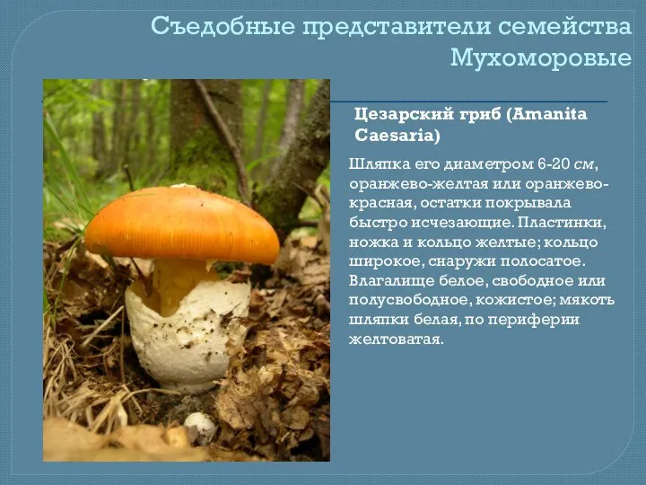 Съедобные представители семейства Мухоморовые Цезарский гриб (Amanita Caesaria) Шляпка его диаметром 6-20