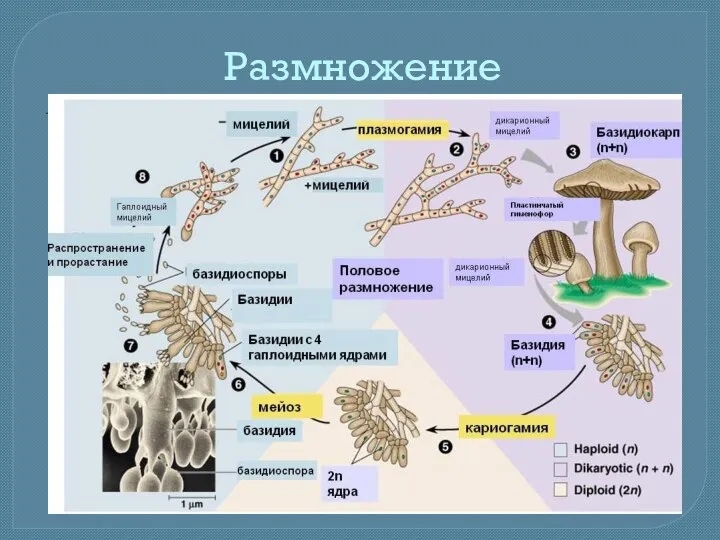 Размножение