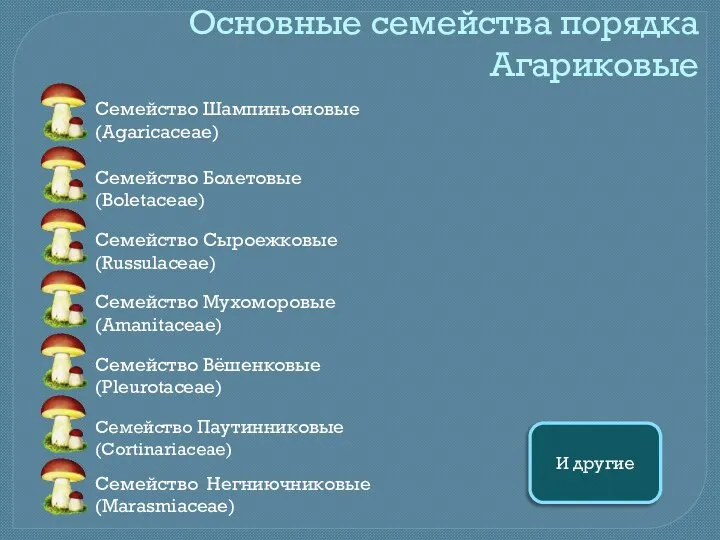 Основные семейства порядка Агариковые Семейство Шампиньоновые (Agaricaceae) Семейство Болетовые (Boletaceae) Семейство Сыроежковые