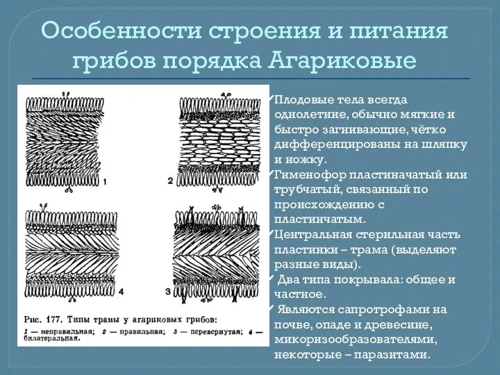 Особенности строения и питания грибов порядка Агариковые Плодовые тела всегда однолетние, обычно