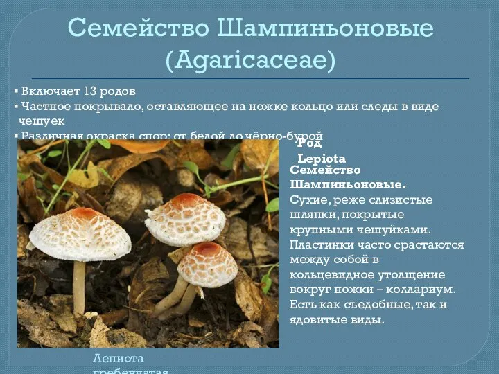 Семейство Шампиньоновые (Agaricaceae) Включает 13 родов Частное покрывало, оставляющее на ножке кольцо