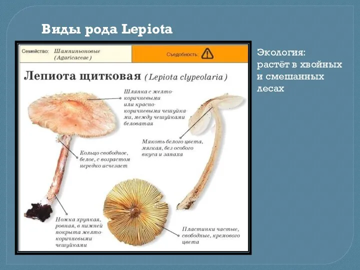 Виды рода Lepiota Экология: растёт в хвойных и смешанных лесах