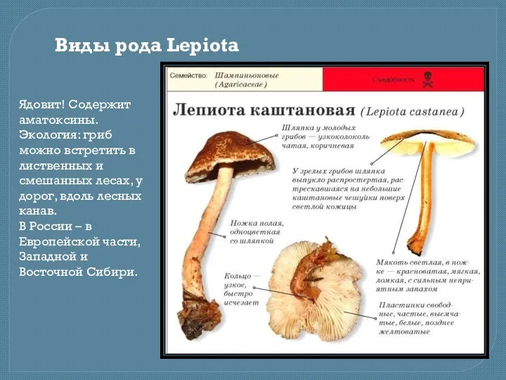 Виды рода Lepiota Ядовит! Содержит аматоксины. Экология: гриб можно встретить в лиственных