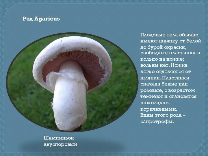 Род Agaricus Плодовые тела обычно имеют шляпку от белой до бурой окраски,