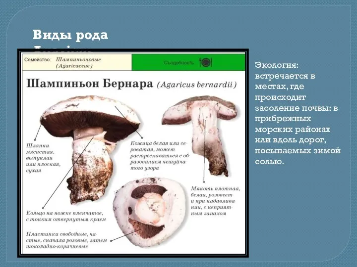 Виды рода Agaricus Экология: встречается в местах, где происходит засоление почвы: в