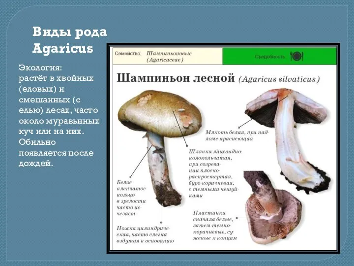 Виды рода Agaricus Экология: растёт в хвойных (еловых) и смешанных (с елью)