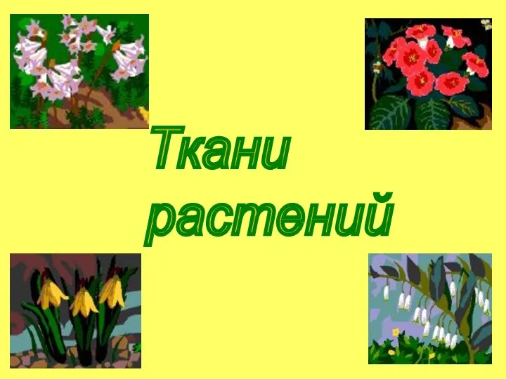 Ткани растений