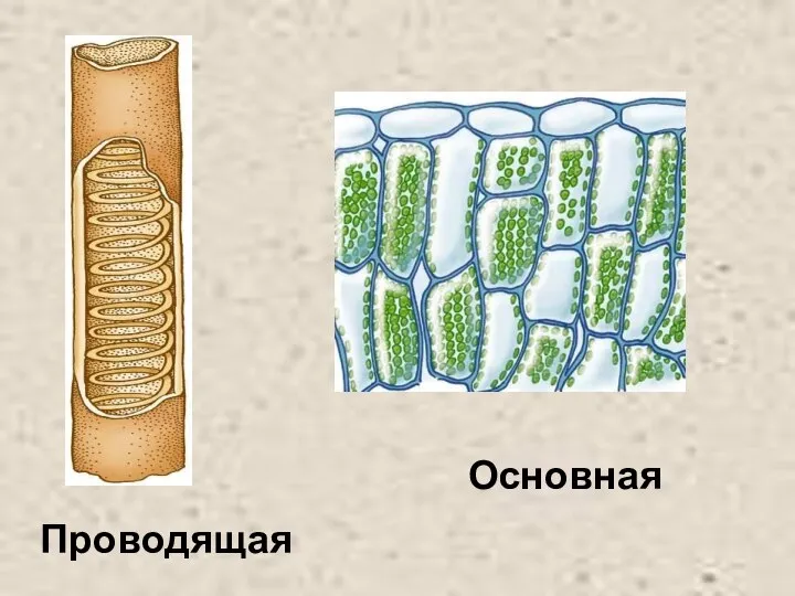 Проводящая Основная