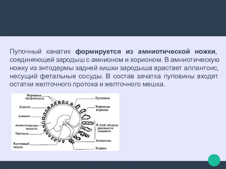 Пупочный канатик формируется из амниотической ножки, соединяющей зародыш с амнионом и хорионом.