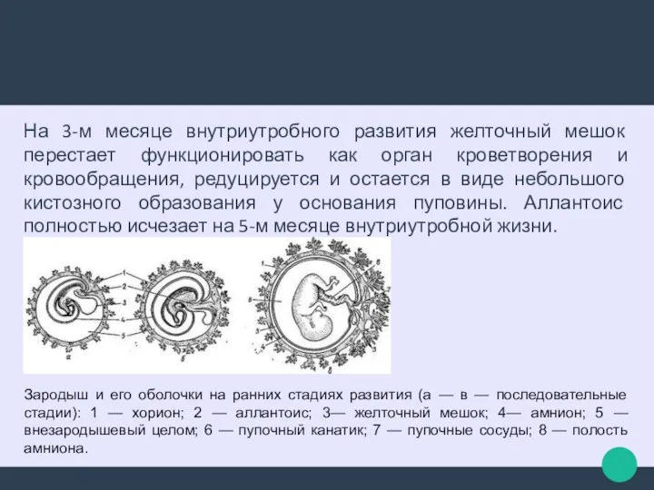 На 3-м месяце внутриутробного развития желточный мешок перестает функционировать как орган кроветворения