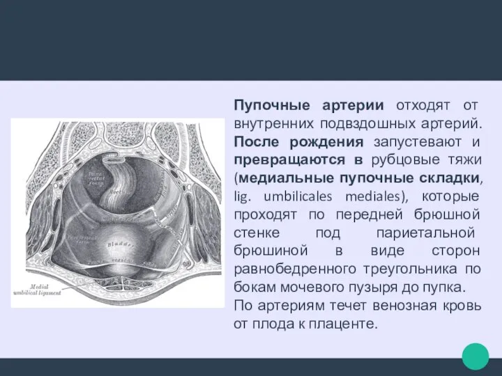 Пупочные артерии отходят от внутренних подвздошных артерий. После рождения запустевают и превращаются