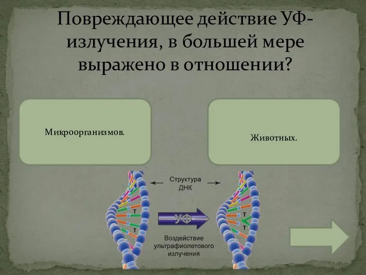 Повреждающее действие УФ-излучения, в большей мере выражено в отношении? Микроорганизмов. Животных.