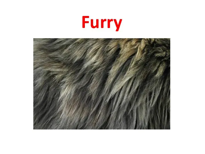 Furry