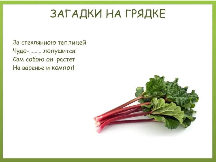 За стеклянною теплицей Чудо-……… лопушится: Сам собою он растет На варенье и компот! ЗАГАДКИ НА ГРЯДКЕ