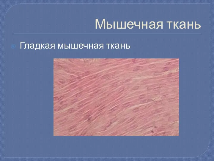 Мышечная ткань Гладкая мышечная ткань