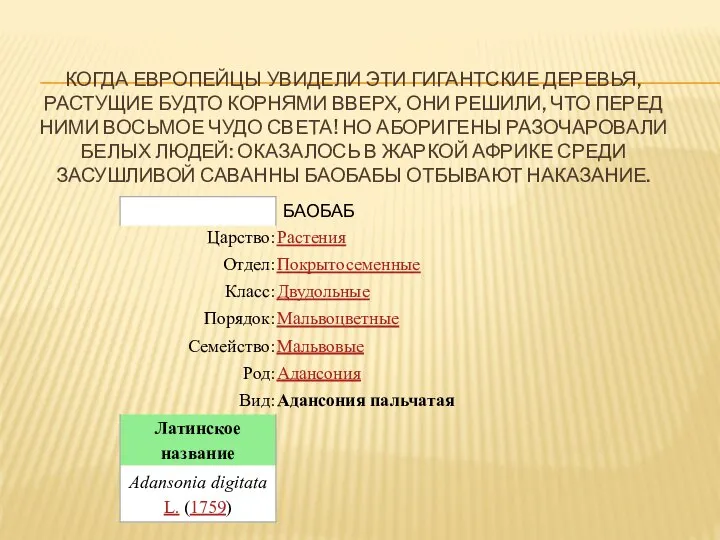 КОГДА ЕВРОПЕЙЦЫ УВИДЕЛИ ЭТИ ГИГАНТСКИЕ ДЕРЕВЬЯ, РАСТУЩИЕ БУДТО КОРНЯМИ ВВЕРХ, ОНИ РЕШИЛИ,