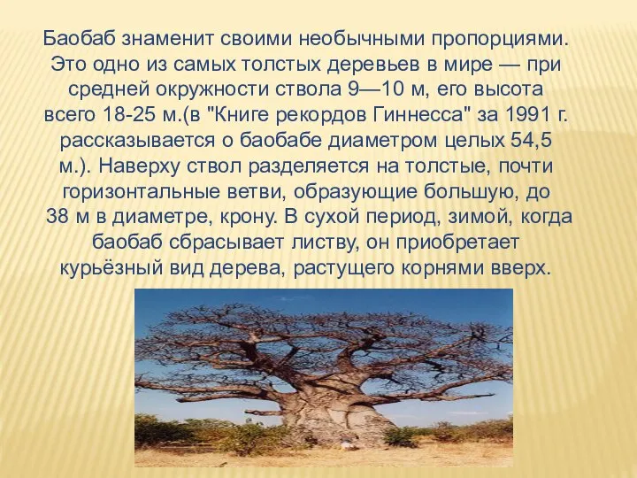 Баобаб знаменит своими необычными пропорциями. Это одно из самых толстых деревьев в