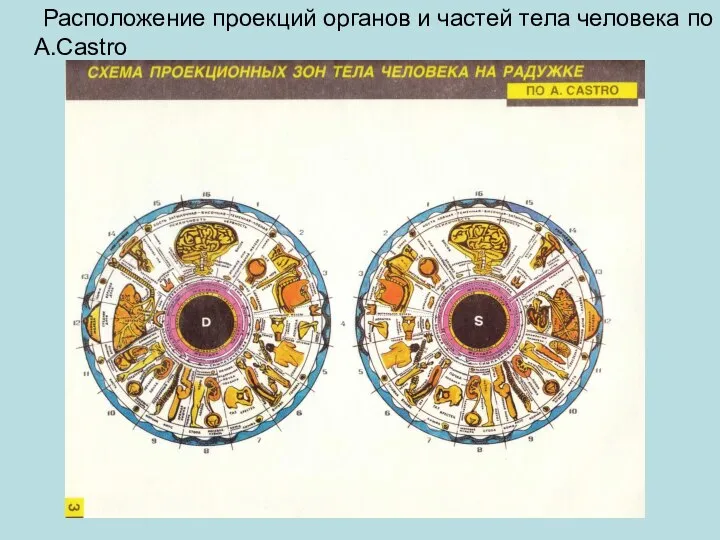 Расположение проекций органов и частей тела человека по A.Castro