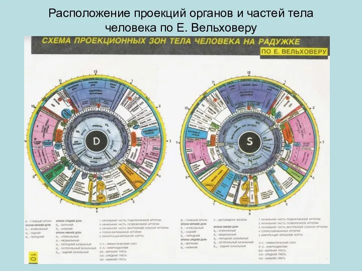 Расположение проекций органов и частей тела человека по Е. Вельховеру