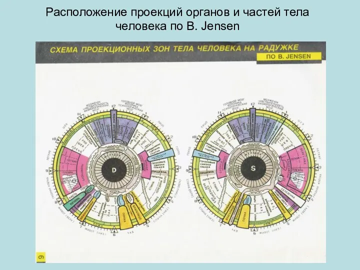 Расположение проекций органов и частей тела человека по B. Jensen