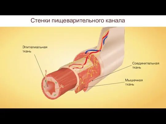 Стенки пищеварительного канала