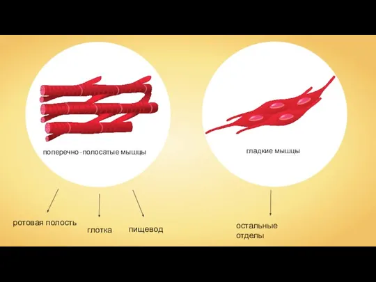 поперечно-полосатые мышцы гладкие мышцы
