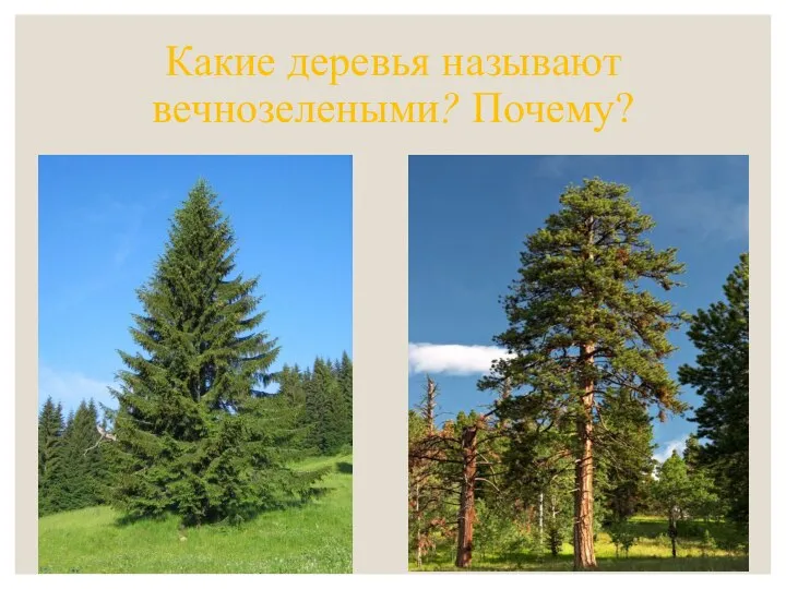 Какие деревья называют вечнозелеными? Почему?