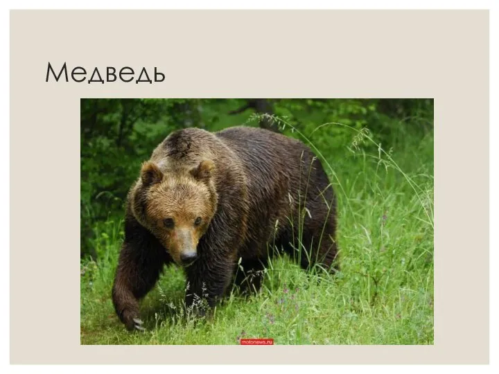 Медведь