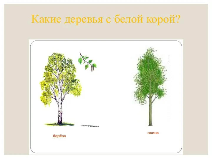 Какие деревья с белой корой?