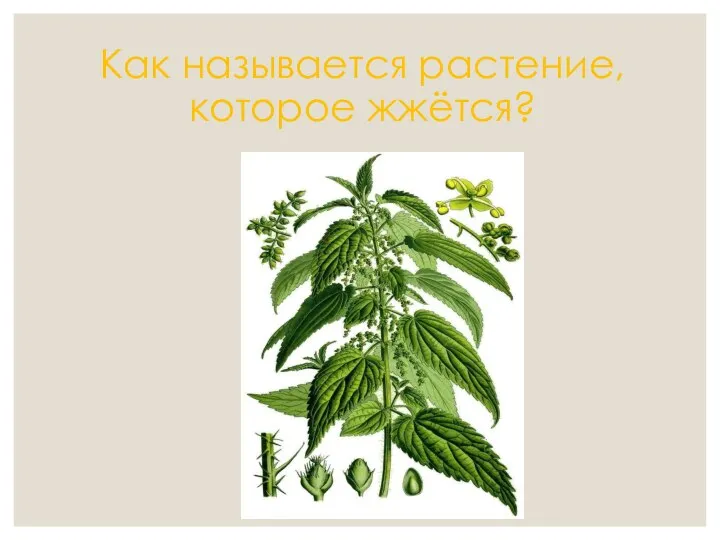 Как называется растение, которое жжётся?