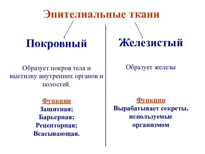 Эпителиальные ткани Покровный Образует покров тела и выстилку внутренних органов и полостей.