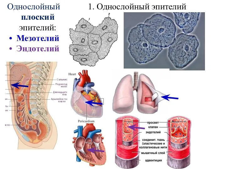 1. Однослойный эпителий Однослойный плоский эпителий: Мезотелий Эндотелий