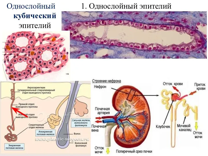 1. Однослойный эпителий Однослойный кубический эпителий