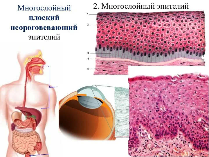 2. Многослойный эпителий Многослойный плоский неороговевающий эпителий