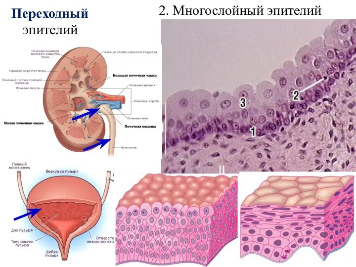 2. Многослойный эпителий Переходный эпителий