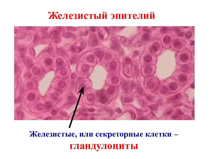 Железистый эпителий Железистые, или секреторные клетки – гландулоциты