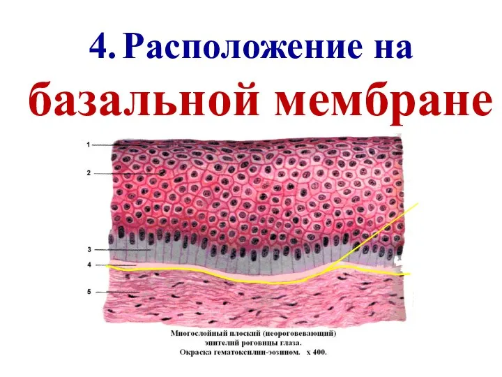 4. Расположение на базальной мембране