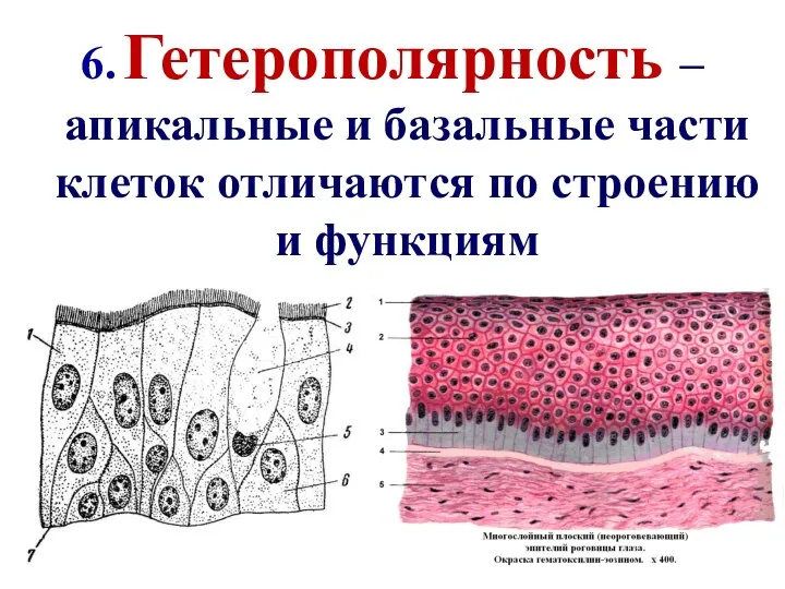 6. Гетерополярность – апикальные и базальные части клеток отличаются по строению и функциям