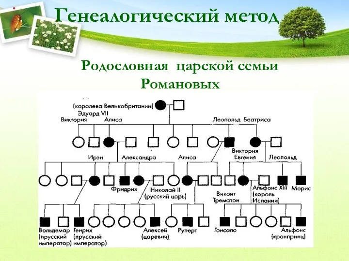 Родословная царской семьи Романовых Генеалогический метод