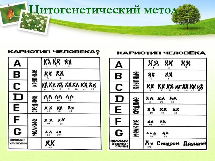 Цитогенетический метод