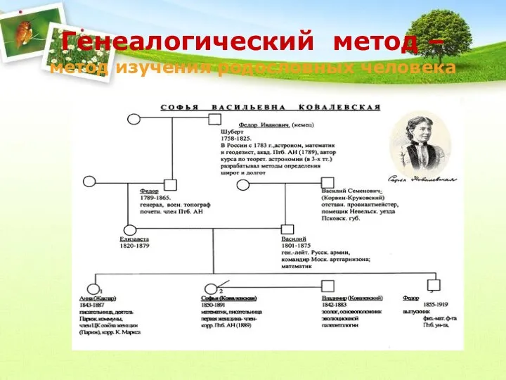 Генеалогический метод – метод изучения родословных человека