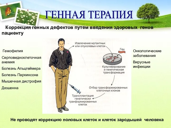ГЕННАЯ ТЕРАПИЯ Коррекция генных дефектов путем введения здоровых генов пациенту Гемофилия Серповидноклеточная