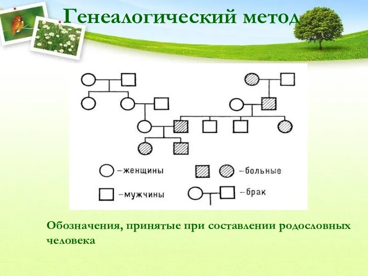 Генеалогический метод Обозначения, принятые при составлении родословных человека