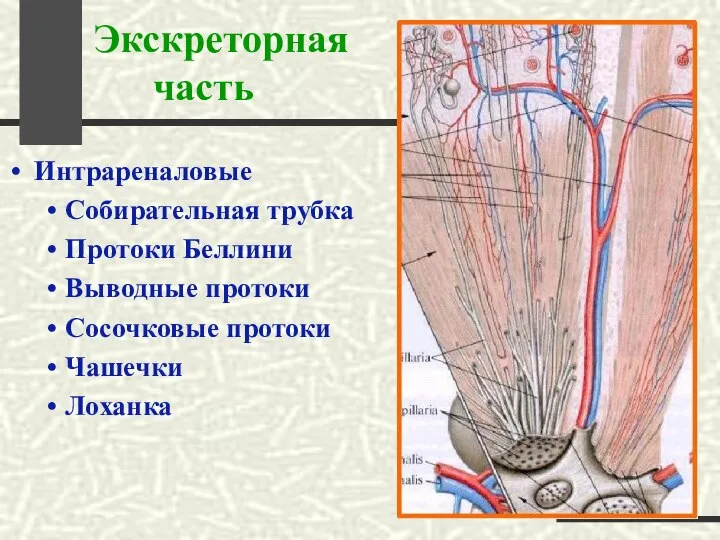 Экскреторная часть Интрареналовые Собирательная трубка Протоки Беллини Выводные протоки Сосочковые протоки Чашечки Лоханка