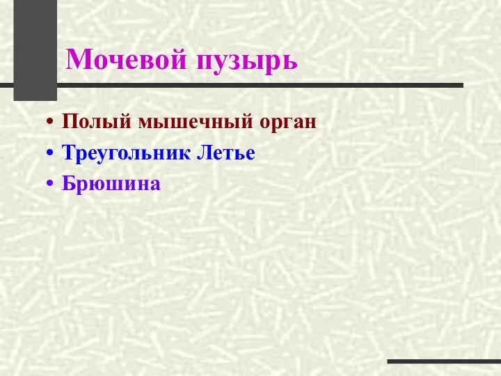 Мочевой пузырь Полый мышечный орган Треугольник Летье Брюшина