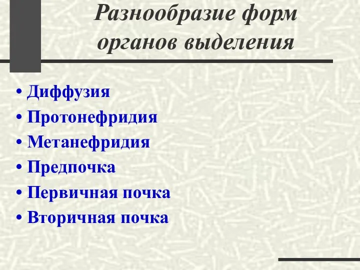 Разнообразие форм органов выделения Диффузия Протонефридия Метанефридия Предпочка Первичная почка Вторичная почка