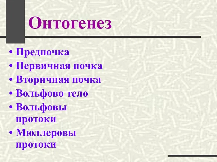 Онтогенез Предпочка Первичная почка Вторичная почка Вольфово тело Вольфовы протоки Мюллеровы протоки