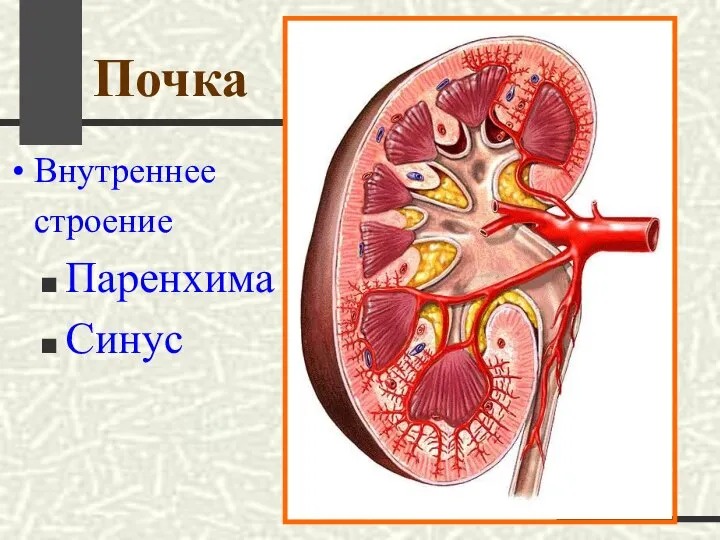 Почка Внутреннее строение Паренхима Синус