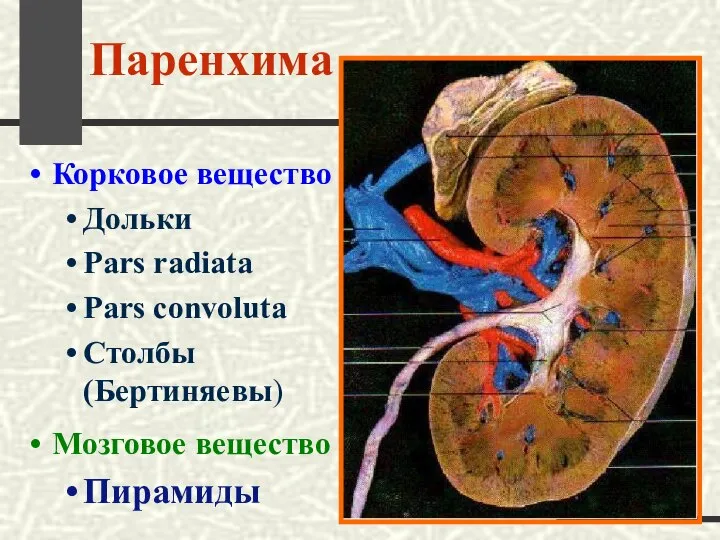 Паренхима Корковое вещество Дольки Pars radiata Pars convoluta Столбы (Бертиняевы) Мозговое вещество Пирамиды