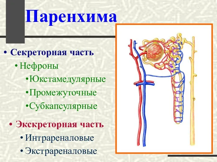 Паренхима Секреторная часть Нефроны Юкстамедулярные Промежуточные Субкапсулярные Экскреторная часть Интрареналовые Экстрареналовые